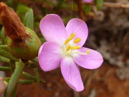 Image result for Chironia