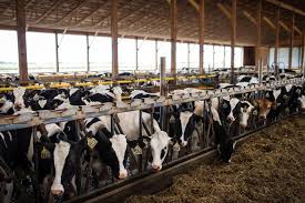 B.j.e ( joint enterprise) we are the manufacturer and exporters of skimmed milk powder, full cream pure ghee, paneer, dairy whitener, flavored other dairy products. Why The Beef And Dairy Industries Are On A Cow Path To Oblivion
