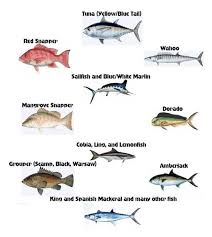 Here S A Helpful Chart For Fish Species You Might Find On The End Of Your Line On Your Next Charter Fishin Salt Water Fishing Salt Water Fish Saltwater Fishing