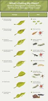 Beneficial bugs in your garden prey on bugs that harm your plants. How To Get Rid Of Common Garden Pests Fix Com