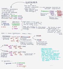 Cellular respiration can occur both with or without the presence of oxygen, and these two main forms are referred to as aerobic and anaerobic respiration, respectively. Glycolysis Cellular Respiration Summary Steps Expii