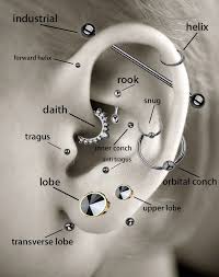 Wenn Sie Ein Hilfreiches Diagramm Benotigen Welche Piercings Welche Sind Im Ohrringe Benotigen Diagra Piercing Fikirleri Kulak Piercingleri Tragus