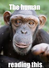 3 cats in a trench coat 21 мар в 22:05. Reject Humanity Return To Monke Album On Imgur