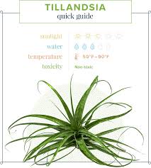 We did not find results for: Air Plant Care Guide Growing Information Tips Proflowers Blog
