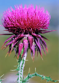 Image result for Carduus