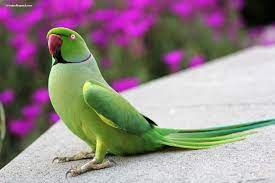 Check spelling or type a new query. Indianringneck Com Learn About Your Feathered Family Member