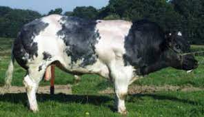 The protein content in their milk is about 3.23% and the fat content is about 3.48%. Breeds Belgian Blue The Cattle Site
