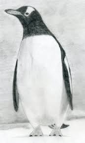 How To Draw A Penguin Penguin Drawing Penguins Penguin Art