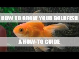 How To Grow Your Goldfish Youtube