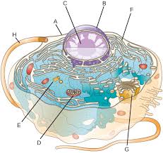 Study the following diagram carefully and then answer the questions that follow: Unique Characteristics Of Eukaryotic Cells Microbiology