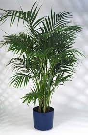 Few Plants Have As A Rich A History As An Indoor House Plant As The Kentia Palm The Upright Howea Forsteriana Kentia Palm Palm Tree Plant Indoor Palm Trees