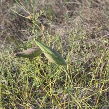 Image result for Farquharia elliptica