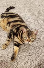 American shorthair mixed british shorhair kitten. Jewelkatz Silver Classic American Shorthair Tabbies Home Facebook