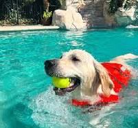 Dog Water Parks for Rent Near You | Sniffspot