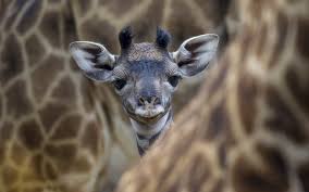 Maybe you would like to learn more about one of these? Baby Giraffe Photo Hd Wallpaper Wallpaper Flare