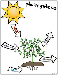 Below are 12 printable diagrams that give kids easy step by step instructions on how to draw a whole set of adorable ocean animals! Photosynthesis Images For Drawing