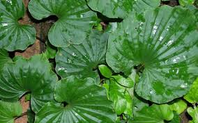 Image result for Nervilia