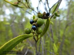 Image result for Striga linearifolia