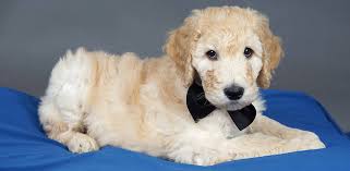 They're intelligent, quick to bring a smile and slow to shed. How Much Do Goldendoodle Puppies Cost Real World Examples