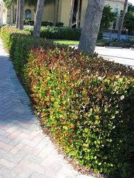 Oct 28, 2020 · there are a lot of viburnums on the market and many grow well as flowering hedges.most produce clusters of white or delicate pink flowers in early spring. 9 Hedges Florida Ideas Hedges Garden Shrubs Hedges Landscaping