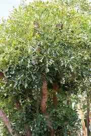 Image result for Cussonia natalensis