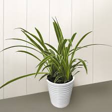 Image result for Biophytum crassipes