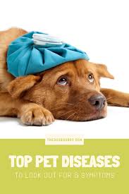 Sick Cat Sick Dog Symptoms In 2020 Sick Cat Sick Dog Symptoms Sick Dog