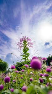 Image result for Cleome oxyphylla