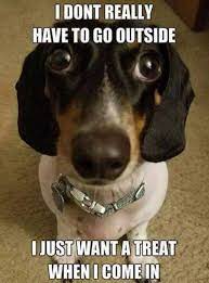 14 Funny Dachshund Memes To Cheer You Up Page 2 Of 3 Petpress Dachshund Memes Dog Memes Funny Dogs