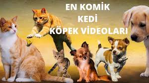 Komik Kedi Kopek Videolari Youtube