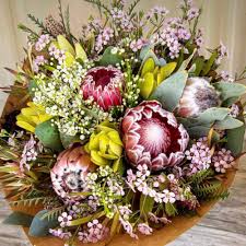 Image result for Protea argyrea