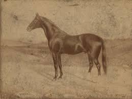 .of individual sires, dam sires, paternal lines or families in the production of blacktype horses. Ultimus Thoroughbred