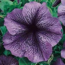 Petunia Seeds 132 Varieties Annual Flowers Seeds Annual Flowers Petunias Flower Seeds