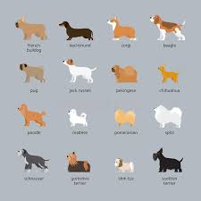 Dog Breeds Set Small And Medium Size Stock Vector