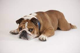 Porterhouse S Pet Project Bulldog Rescue English Bulldog Bulldog Puppies