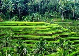 Setelah koordinasi yang alot antara pemerintah dan panitia, akhirnya acara dibatalkan 10. Photo Pemandangan Alam Desa Photo Pemandangan Alam Desa Wallpaper Pemandanganhttp Pemandanganoce Blogspot Com 2017 Bali Island Bali Travel Guide Bali Travel