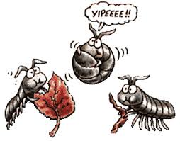 Awesome Animal Pillbug Stan C Smith