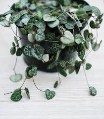Image result for Ceropegia stenifolia