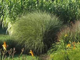 Image result for Miscanthus sinensis