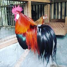 Pin On Ayam Hias