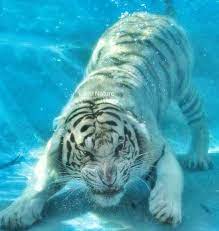Underwater Tiger Tiger In Water Animals Albino Animals