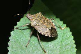 Image result for Hylebates cordatus