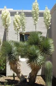 Image result for Yucca