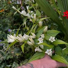 Image result for Gentiana asclepiadea alba