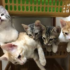 See more ideas about music. Stream 1 Hour Of Cute Aesthetic Music No Copyright Background Music Playlist Mp3 By Mikmik Meow Meow Listen Online For Free On Soundcloud