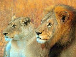 Panthera Leo Lion
