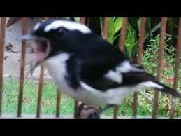 Untuk sekarang ini populasinya yang sangat hampir sedikit dan berkurang nya di alam. Pancingan Burung Decu Kembang Youtube