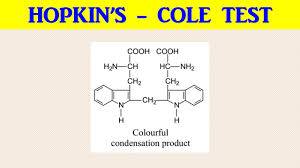 This test used for detecting the presence of tryptophan in proteins. Hopkins Cole Test Youtube