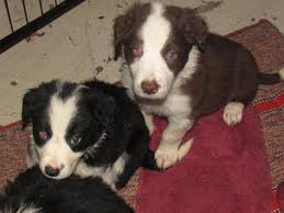 Akc bred with heart breeder. Registered Border Collie Puppies For Sale For Sale In Barnstead New Hampshire Classified Americanlisted Com