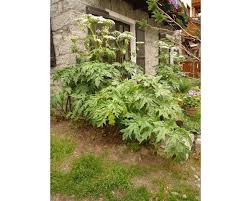 In new zealand, it is also sometimes called wild parsnip (not to Osservatorio Della Biodiversita Della Regione Autonoma Valle D Aosta Vascular Flora Search Selected Taxon
